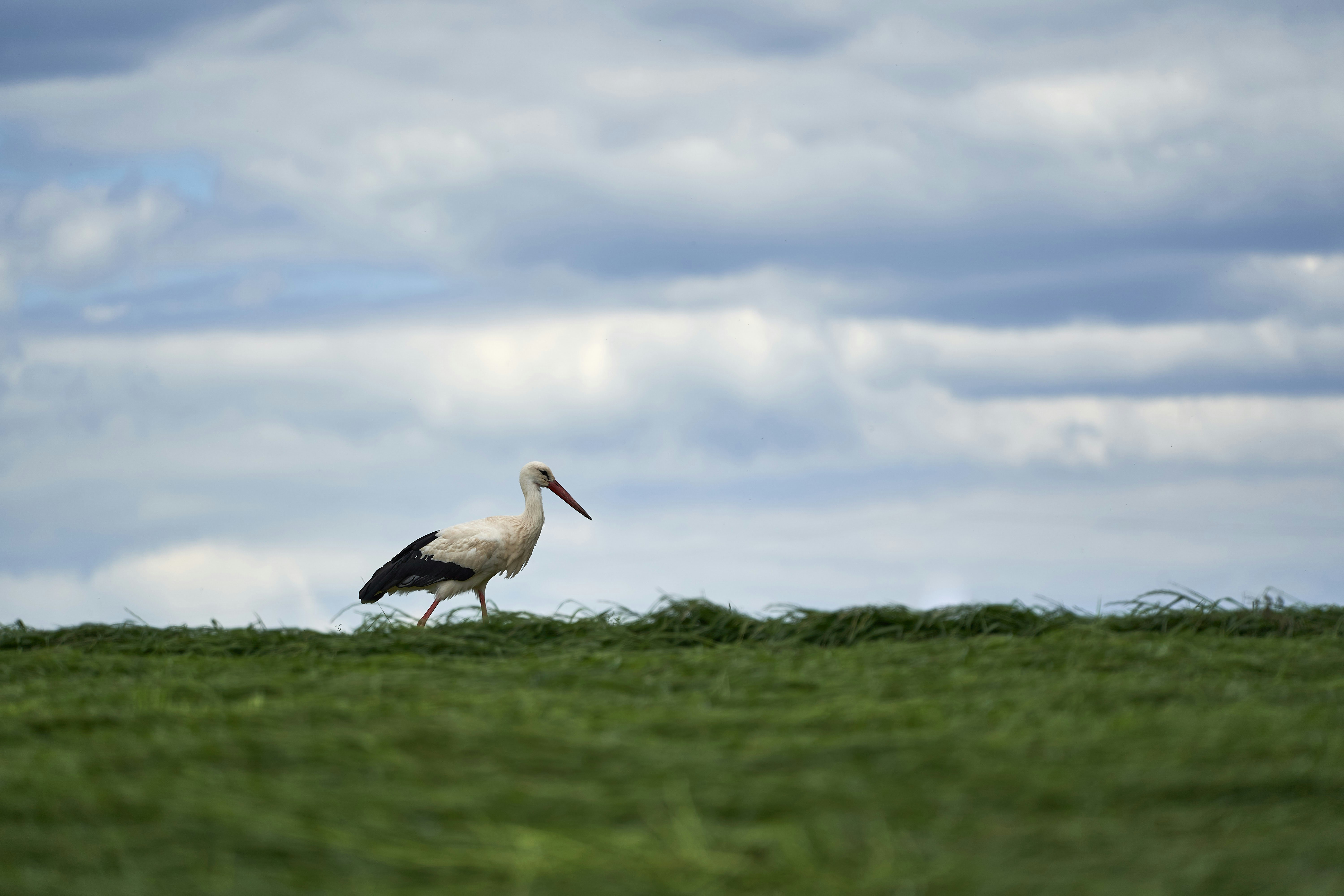 Photo by wolfgang_hasselmann