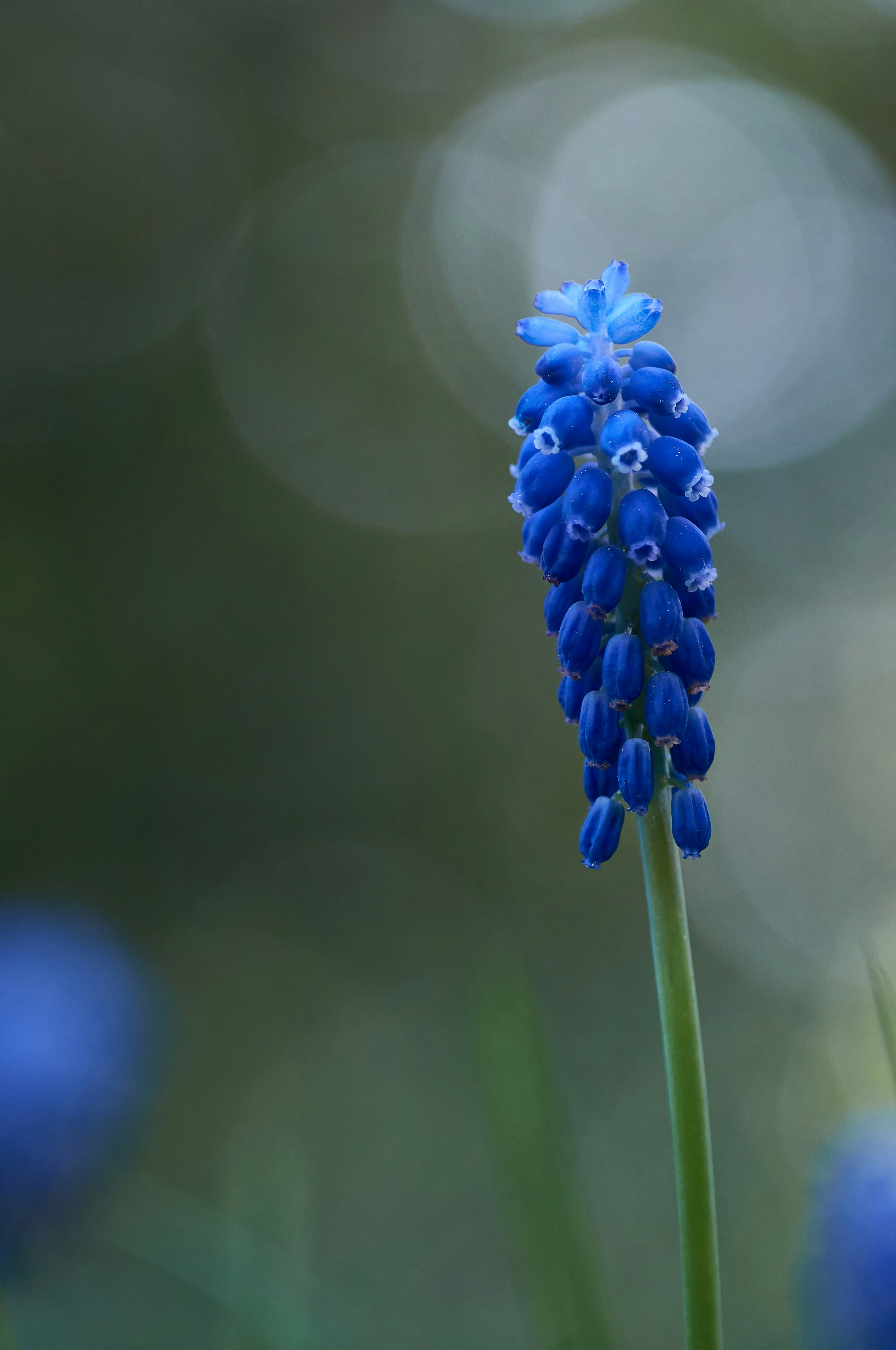 Photo by wolfgang_hasselmann