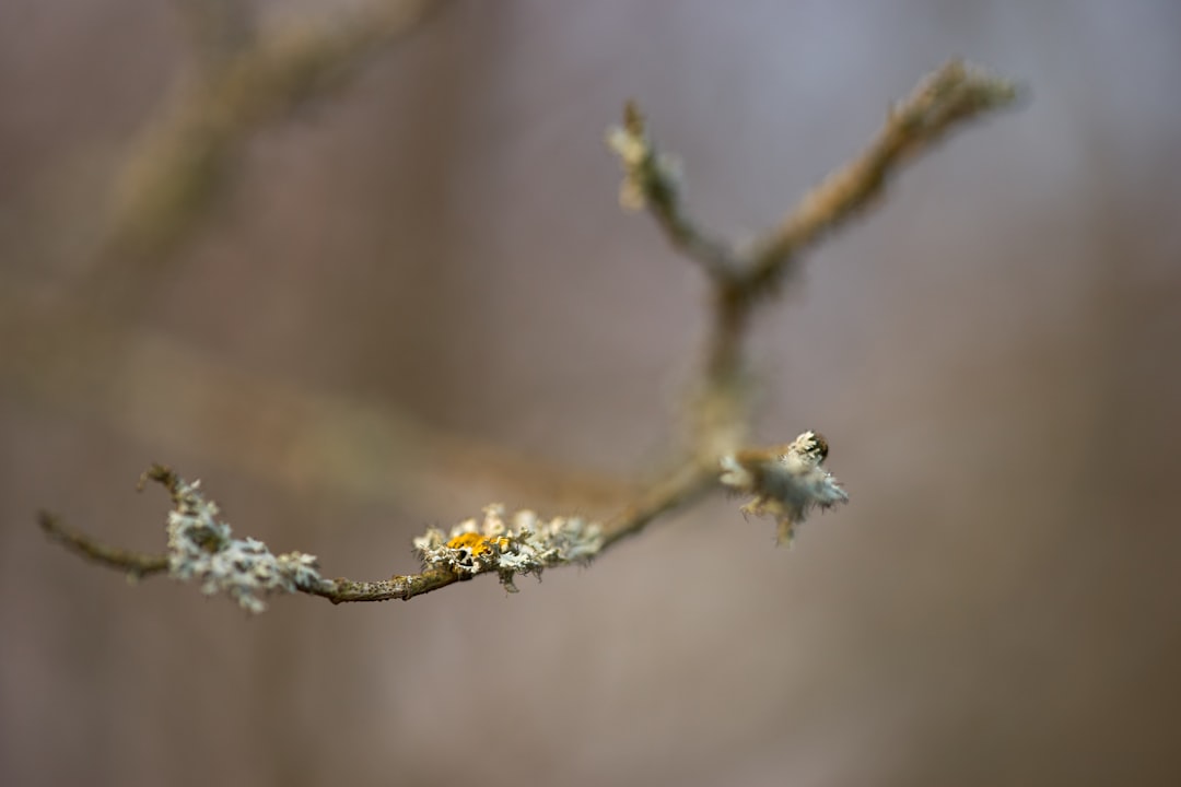 white and brown plant stem