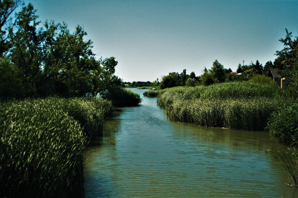 green grass field near body of water during daytime