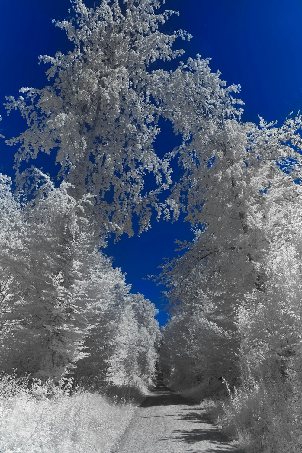 snow covered trees during daytime