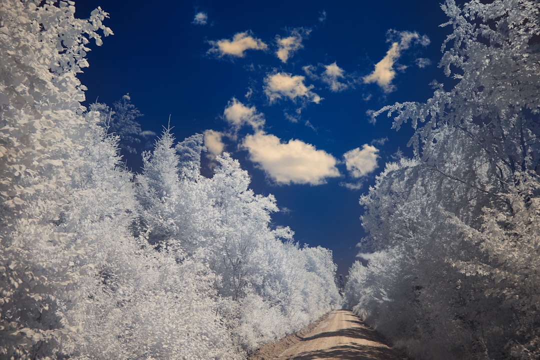 white trees under blue sky during daytime