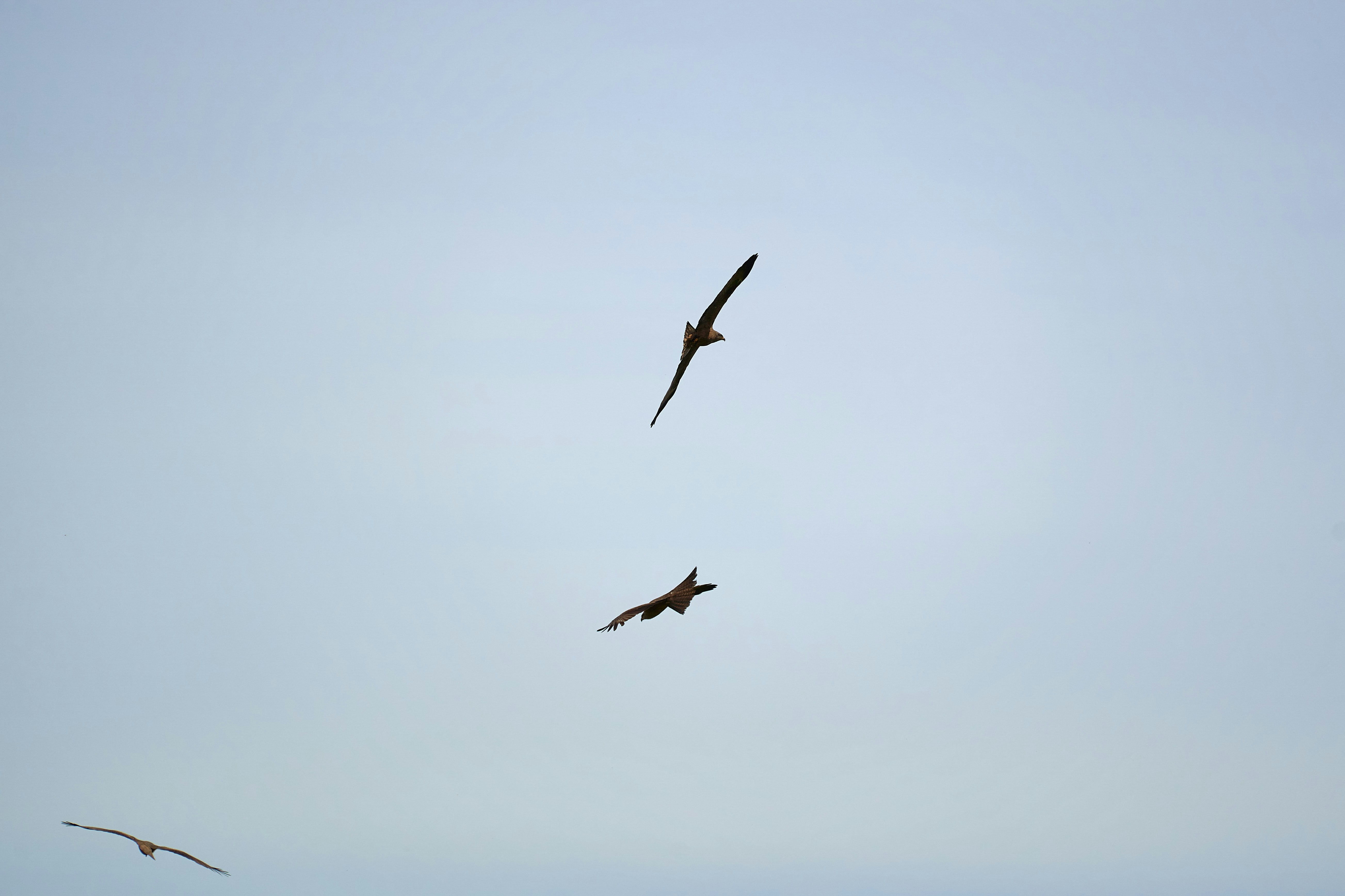 Photo by wolfgang_hasselmann