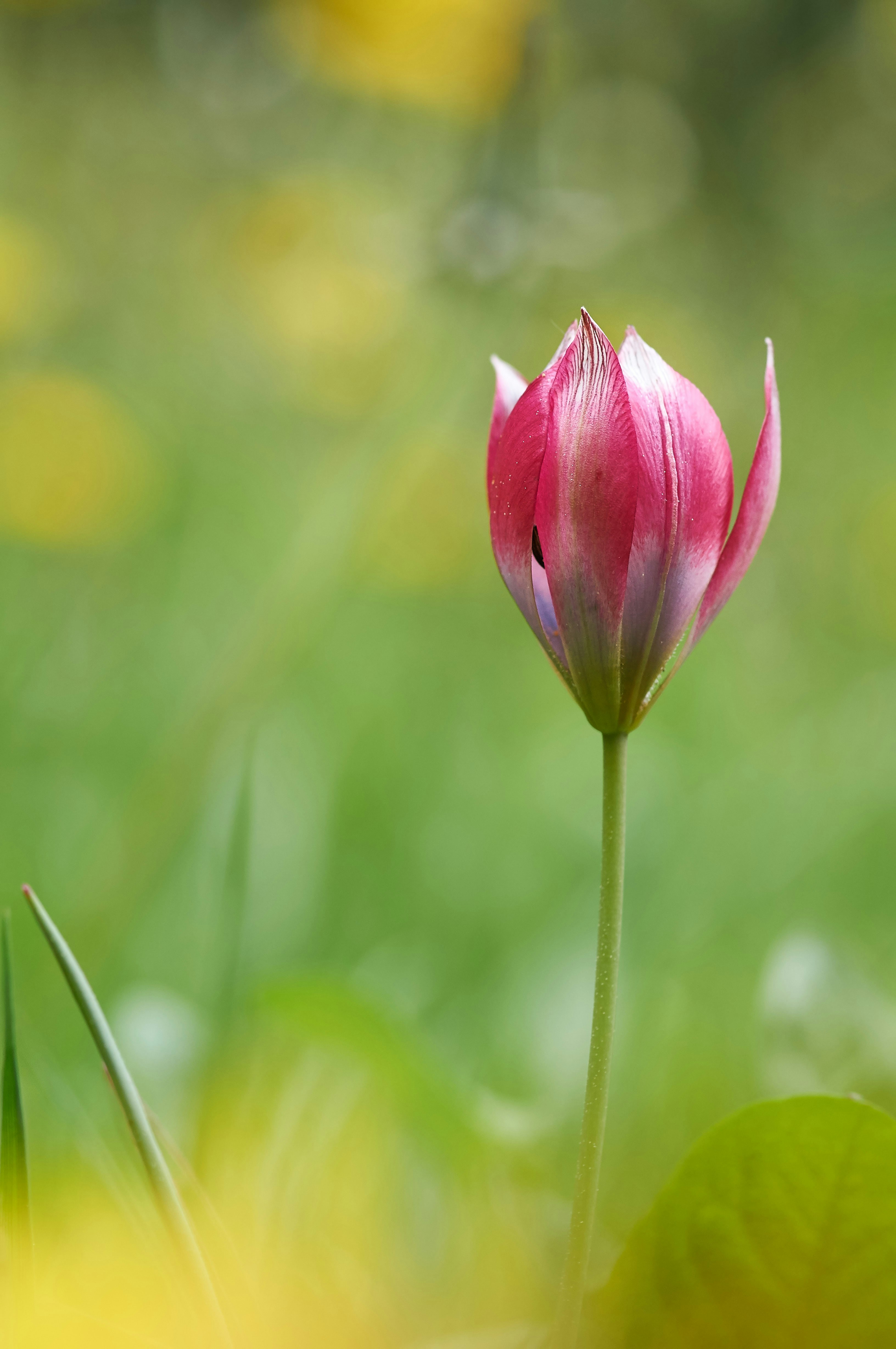 Photo by wolfgang_hasselmann