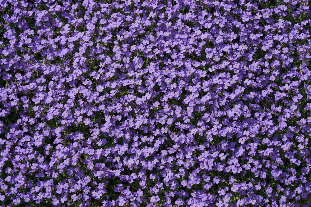 purple and white flower petals