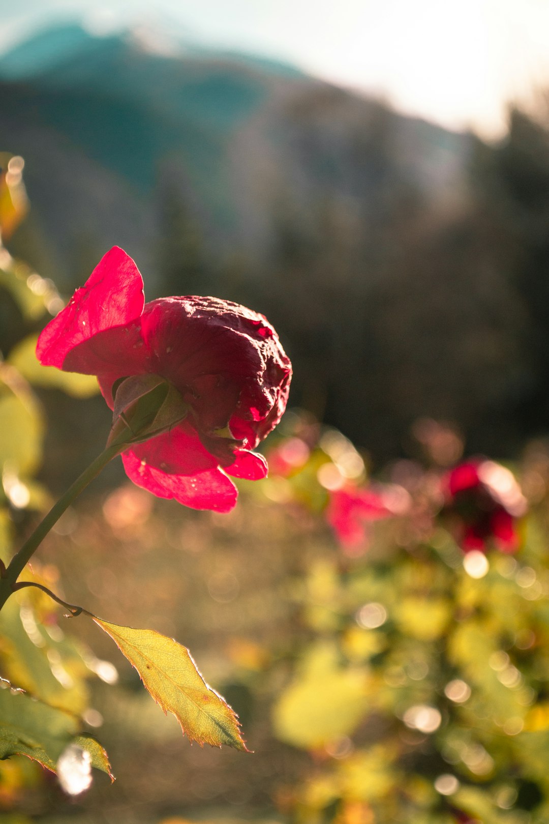 pink flower with green leaves