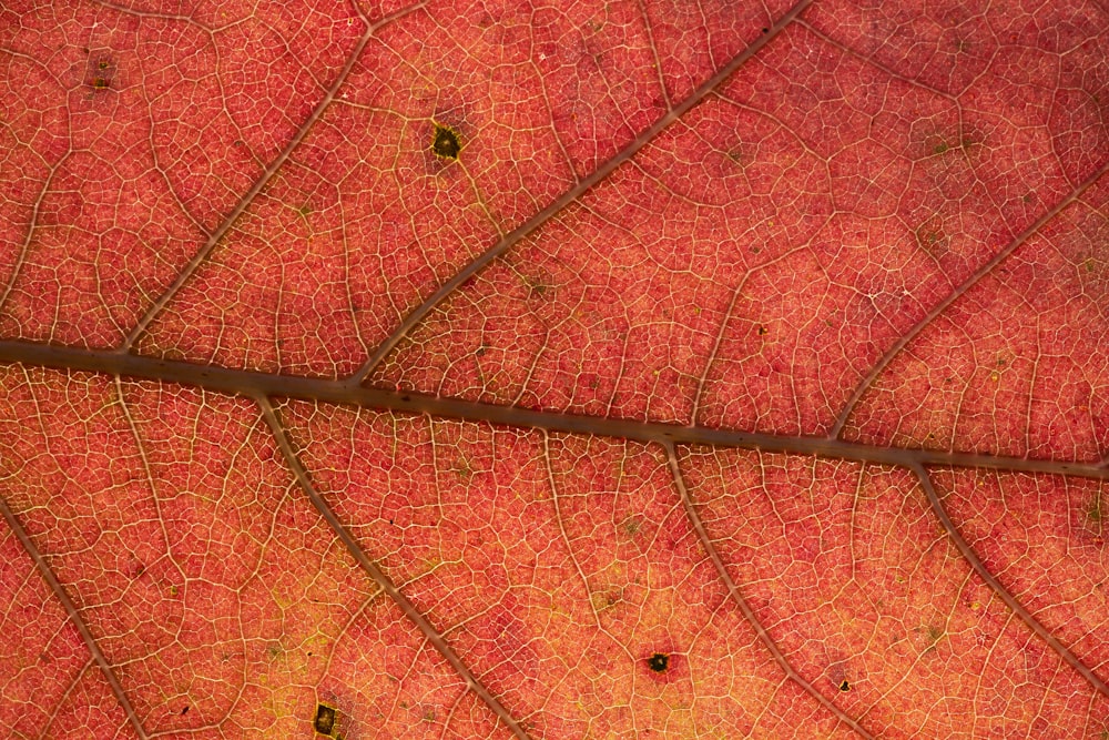 brown leaf with water droplets