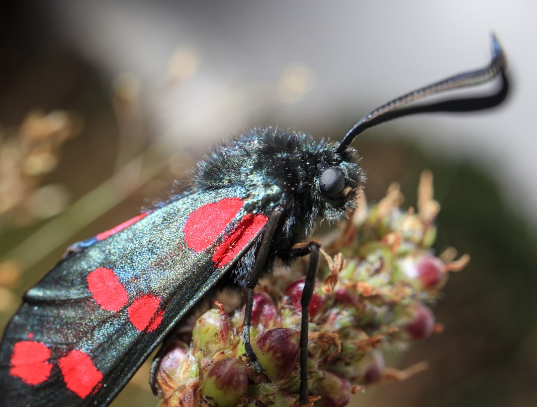 black and red moth perched on green and pink flower in close up photography during daytime