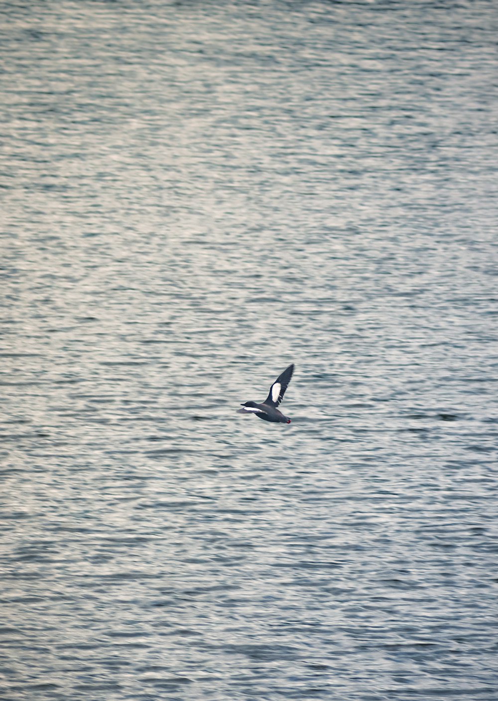 black and white bird flying over the sea during daytime