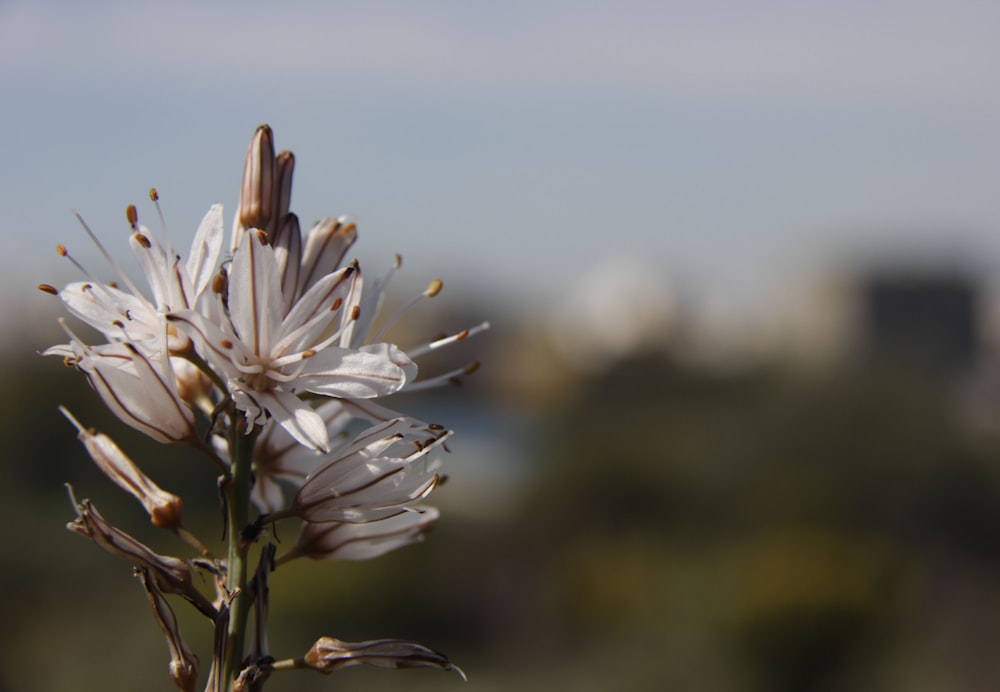 white flowers in tilt shift lens