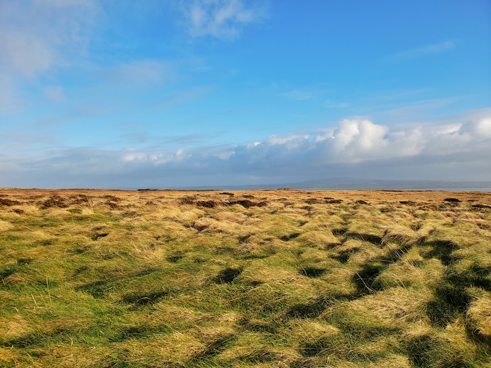 green grass field under blue sky during daytime