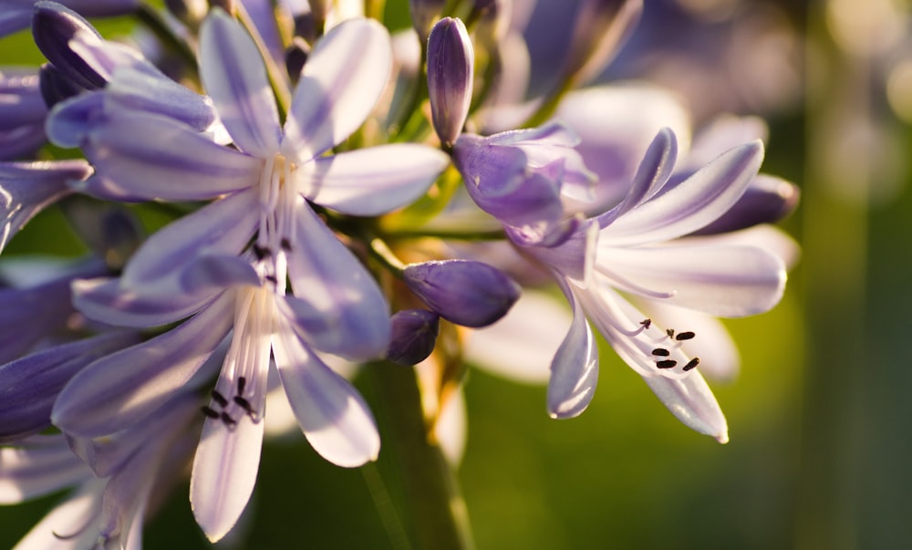 fleurs violettes et blanches dans une lentille à bascule