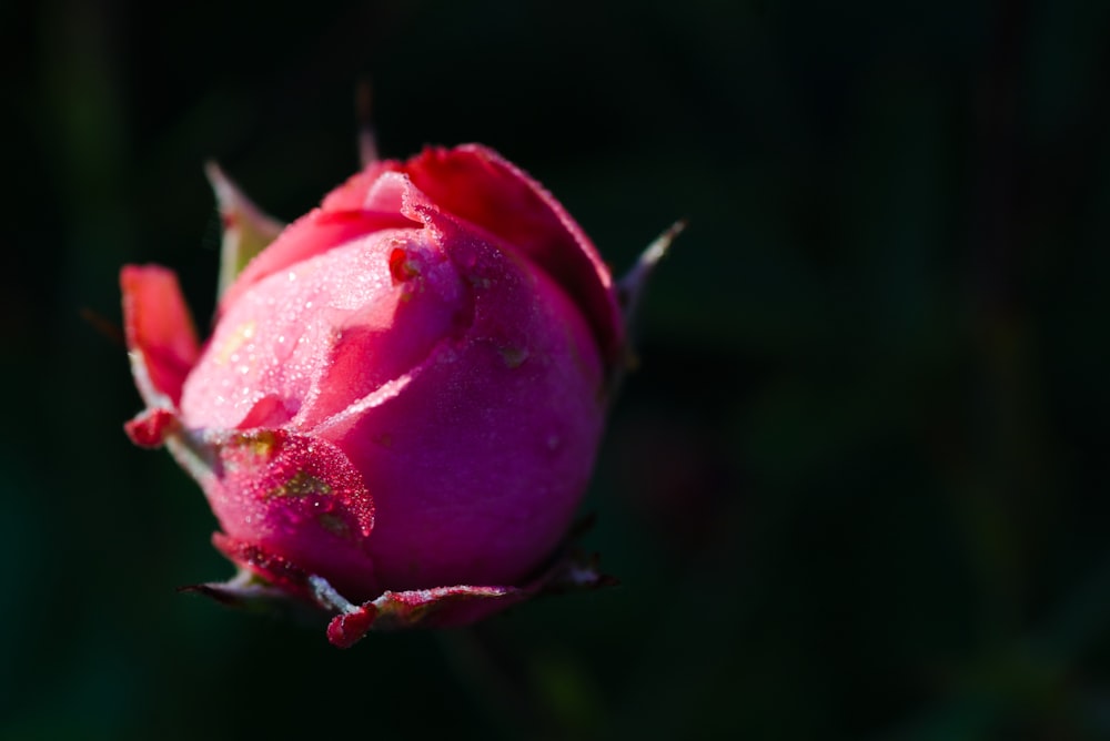 pink flower bud in close up photography