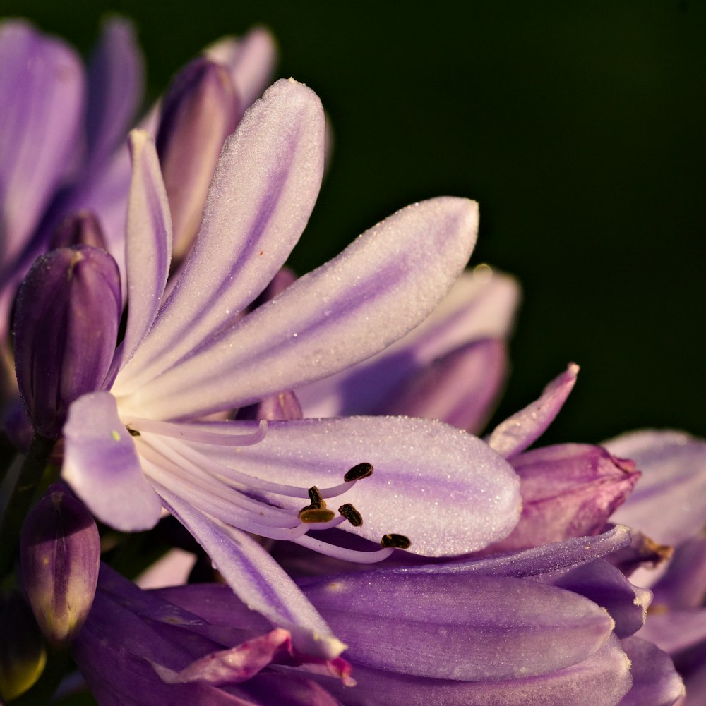 purple flower in macro shot