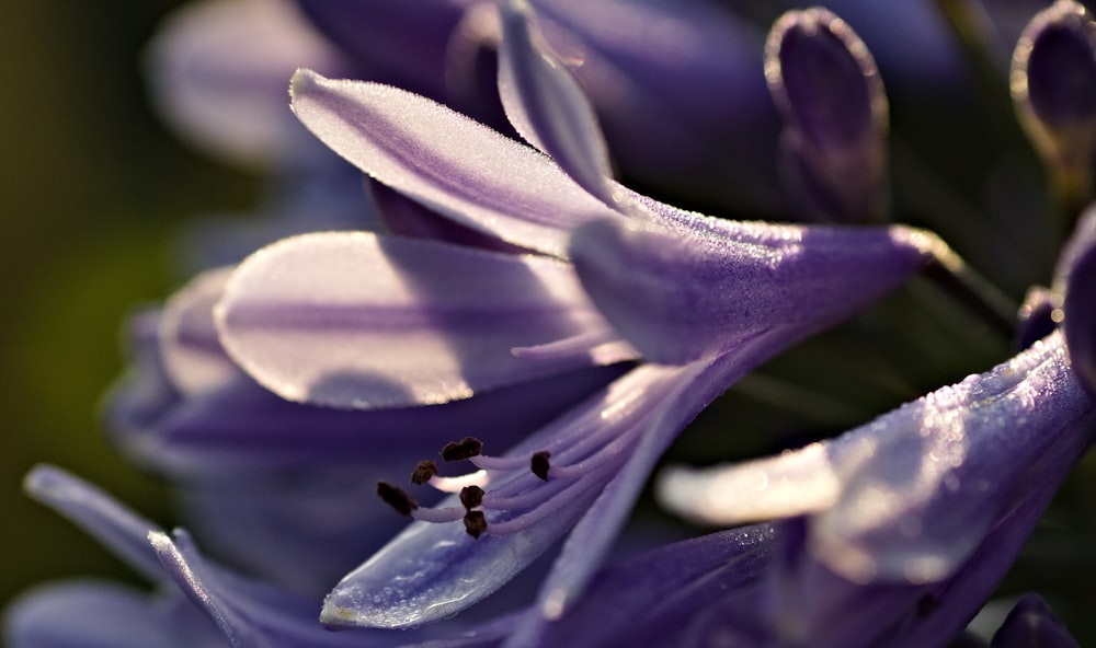 purple crocus flower in bloom during daytime