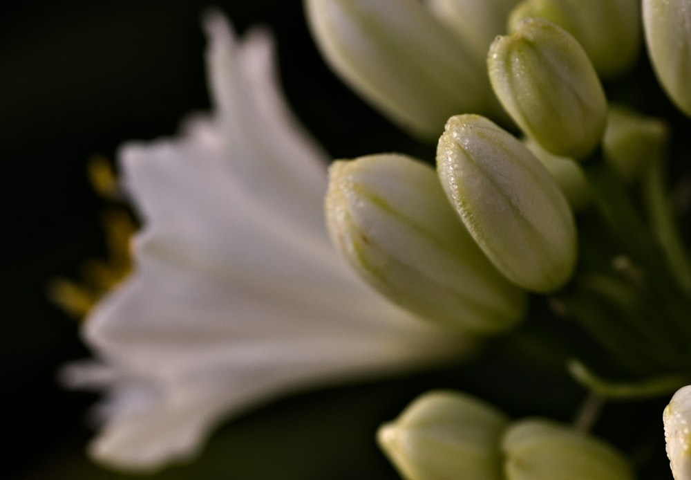 white flower in macro shot