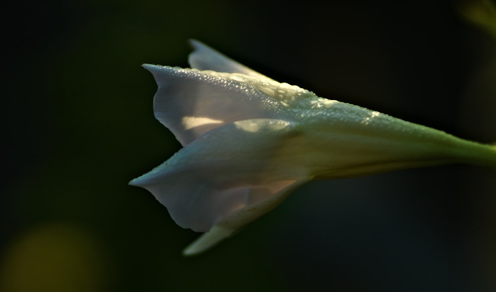 white flower in black background