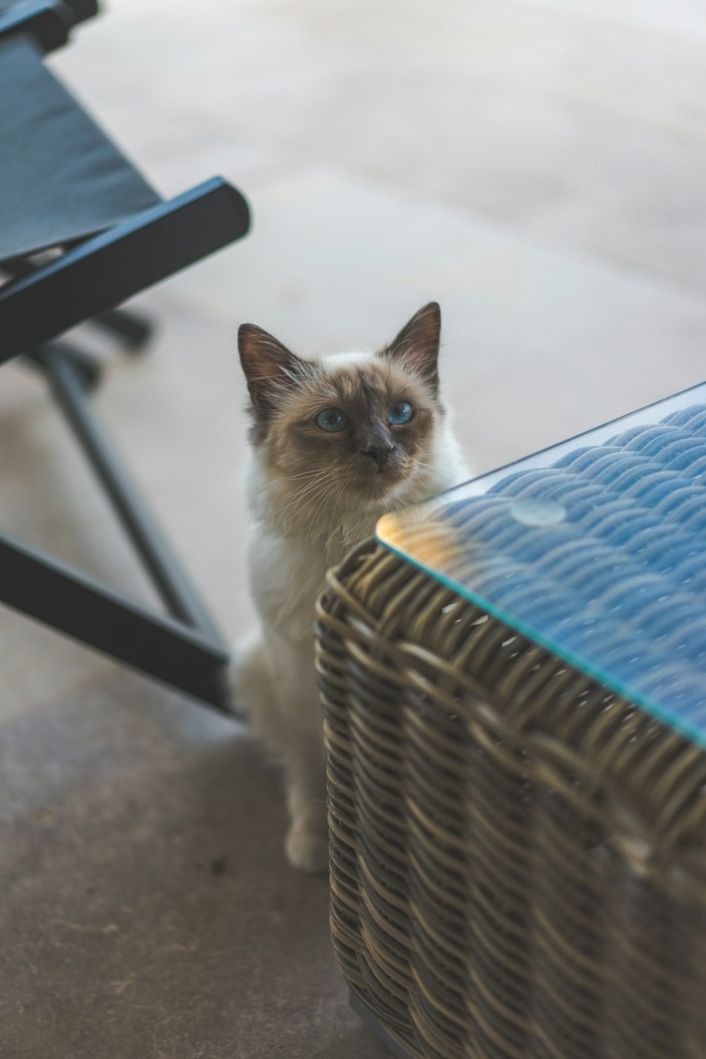 weiße und braune Langfellkatze auf blau-weiß gestreiftem Stuhl