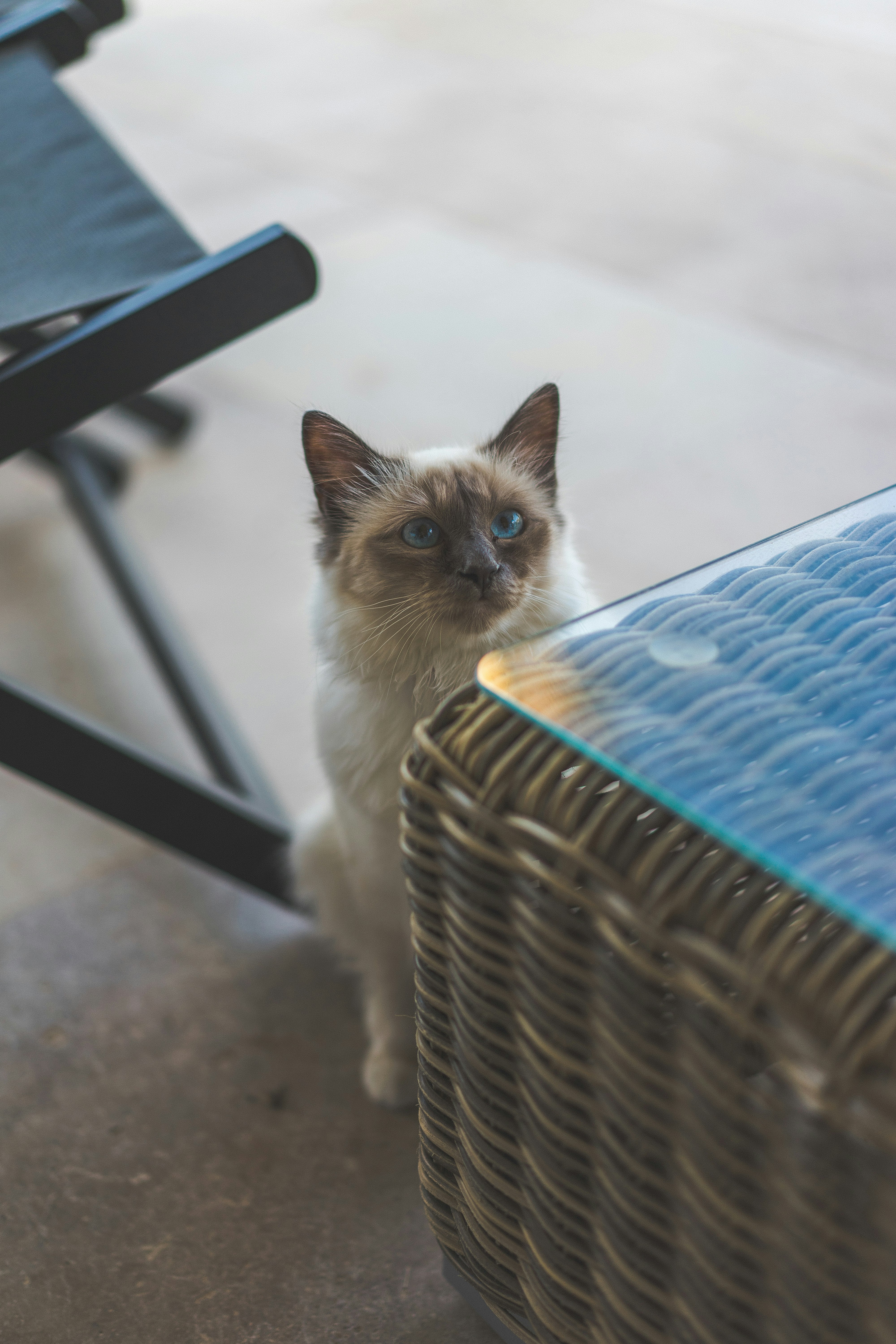 white and brown long fur cat on blue and white striped chair