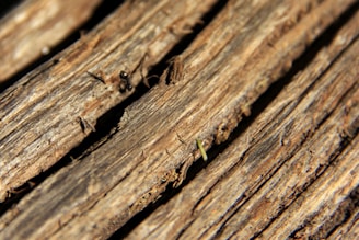 brown and black ant on brown wooden surface