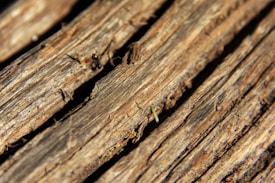 Close-up view of weathered wooden planks with visible texture and small black ants crawling across the surface.
