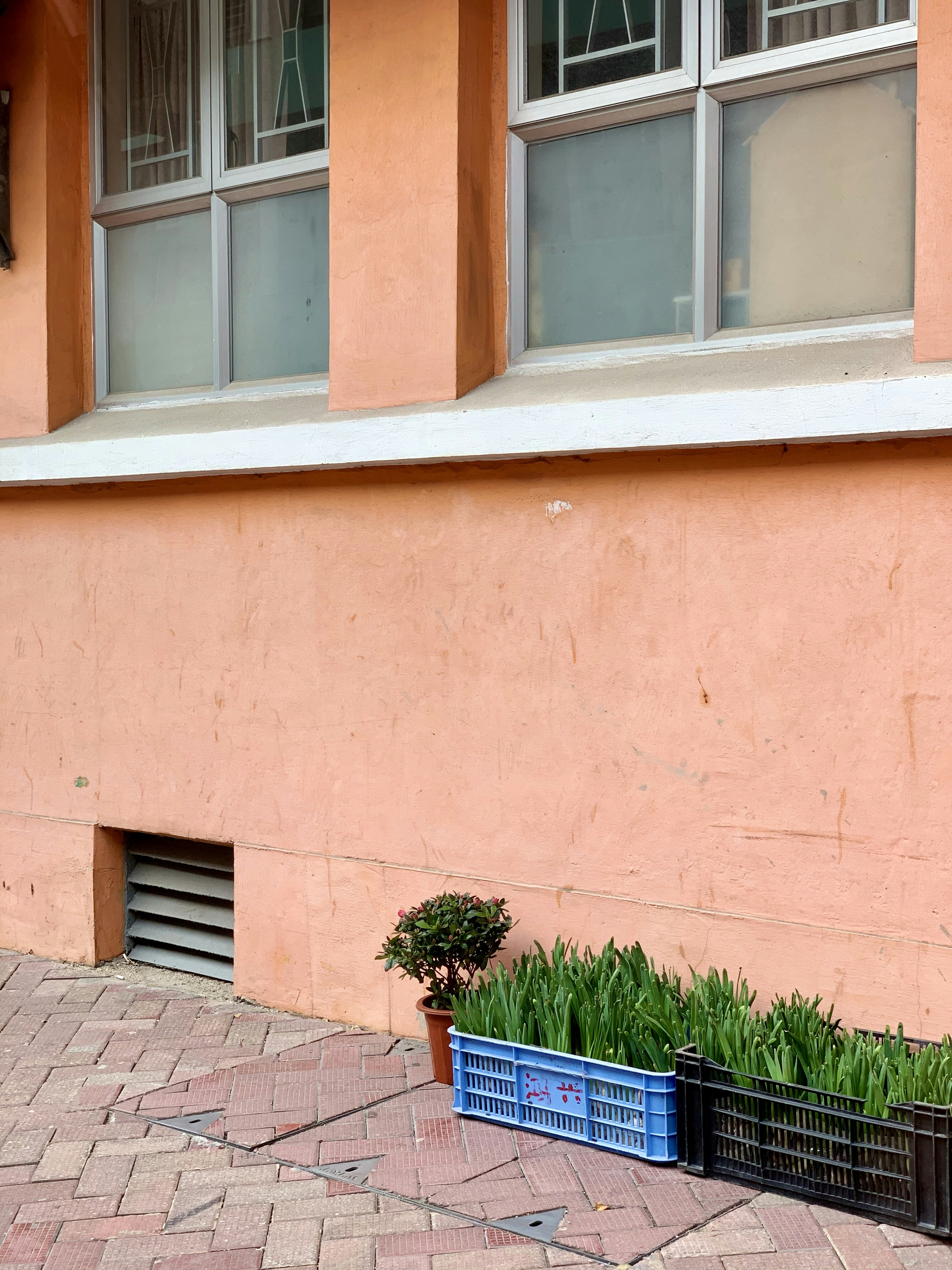 Caja de plástico azul junto a la planta verde