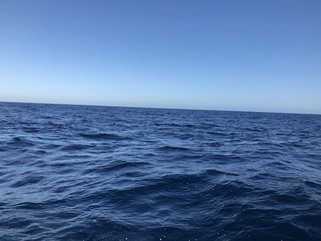 A tranquil ocean horizon under a clear blue sky, hinting at the delicate balance of marine ecosystems.