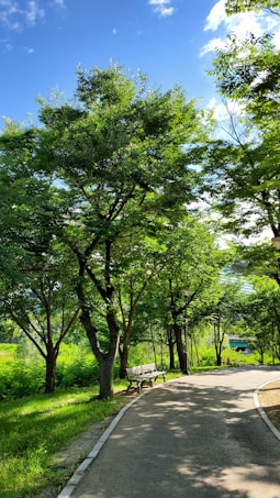 A peaceful park scene featuring a paved walkway that winds through lush green trees under a bright blue sky. A wooden bench sits alongside the path, inviting visitors to rest and enjoy the natural surroundings. The area is bathed in sunlight, casting soft shadows on the ground.