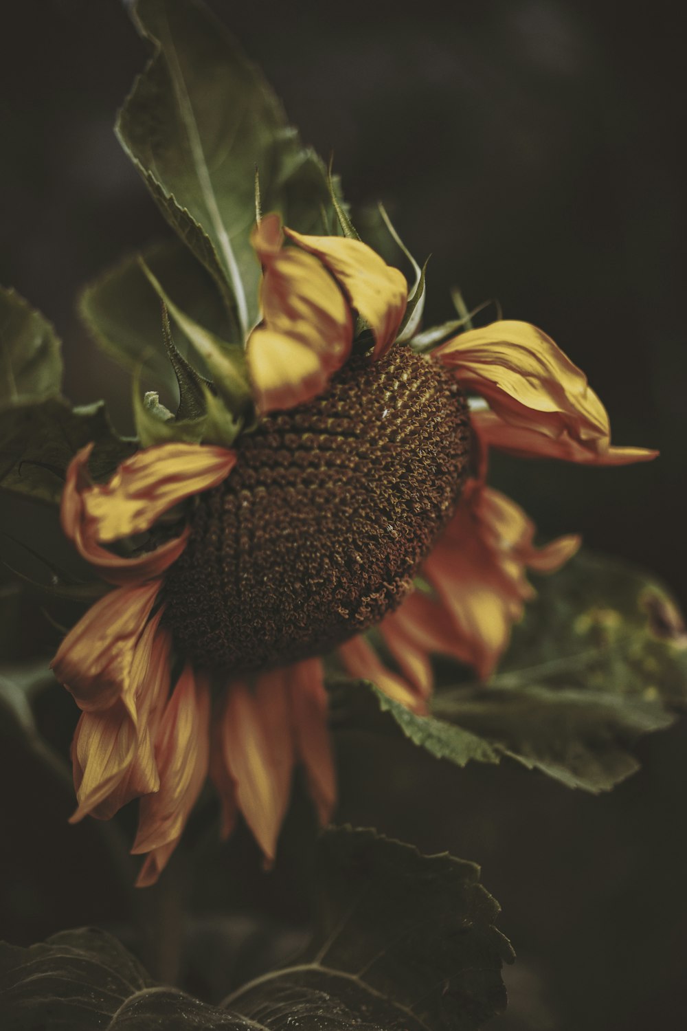 yellow sunflower in close up photography