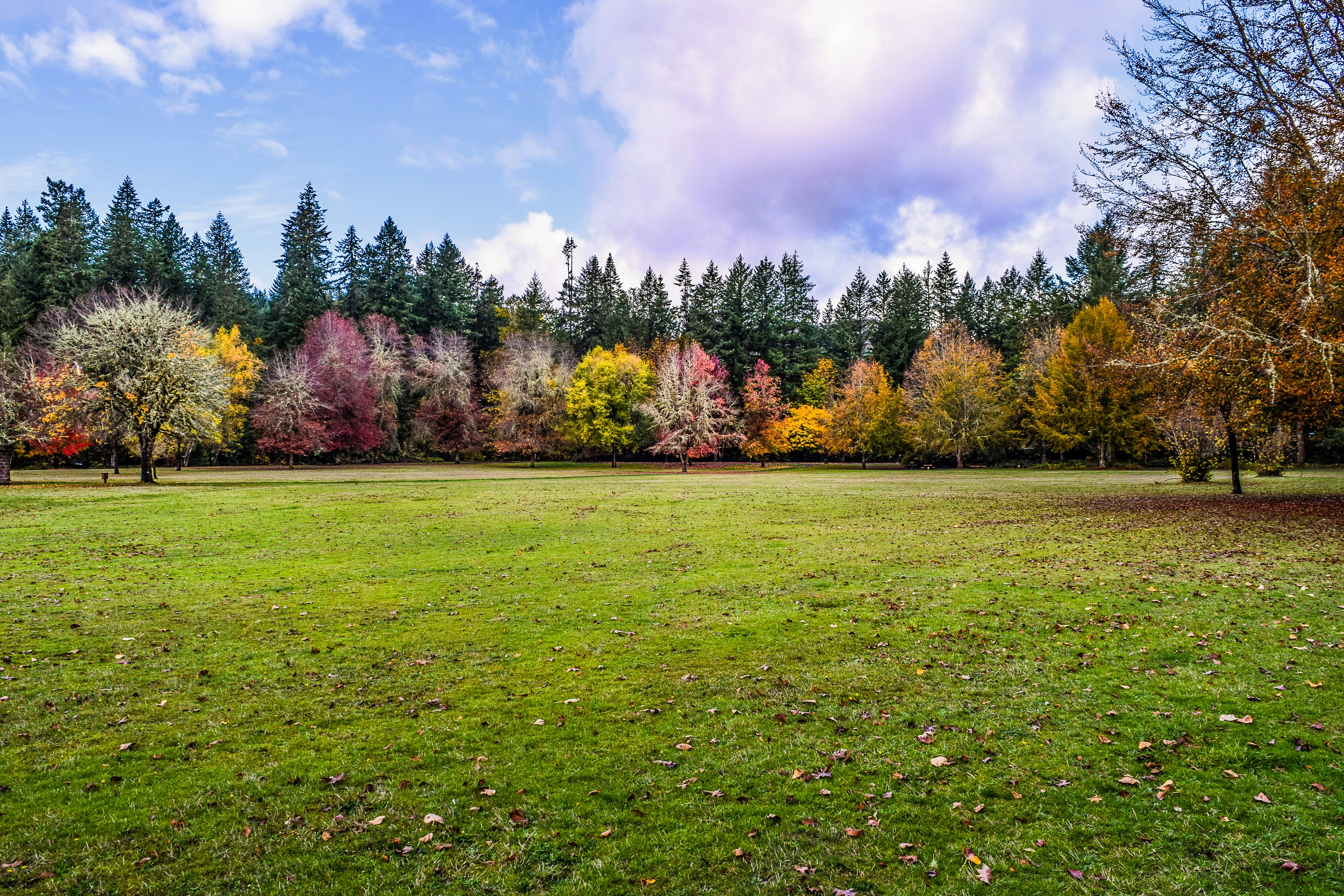 green grass field with trees under white clouds and blue sky during daytime, 