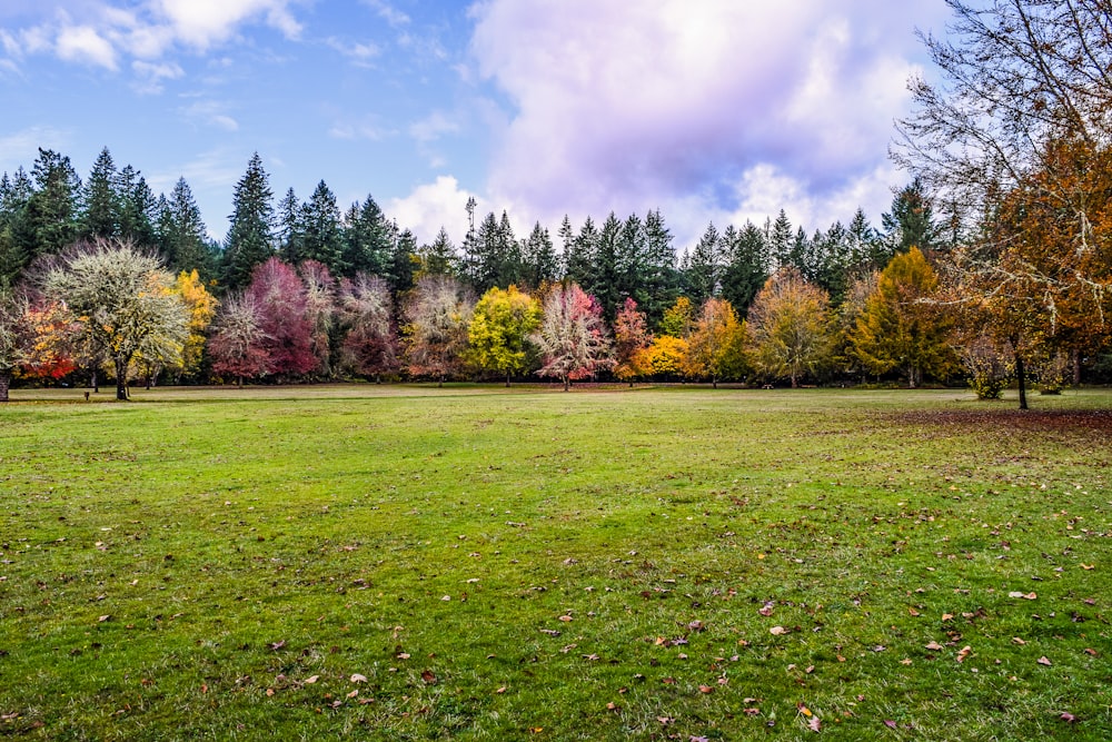 campo de hierba verde con árboles bajo nubes blancas y cielo azul durante el día