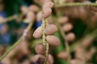 Clusters of light brown, oval-shaped seeds or nuts are attached to thin, green stems against a blurred green background, creating a botanical close-up.
