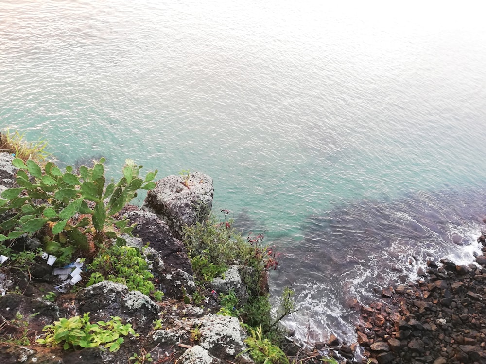 green plants on rocky shore during daytime