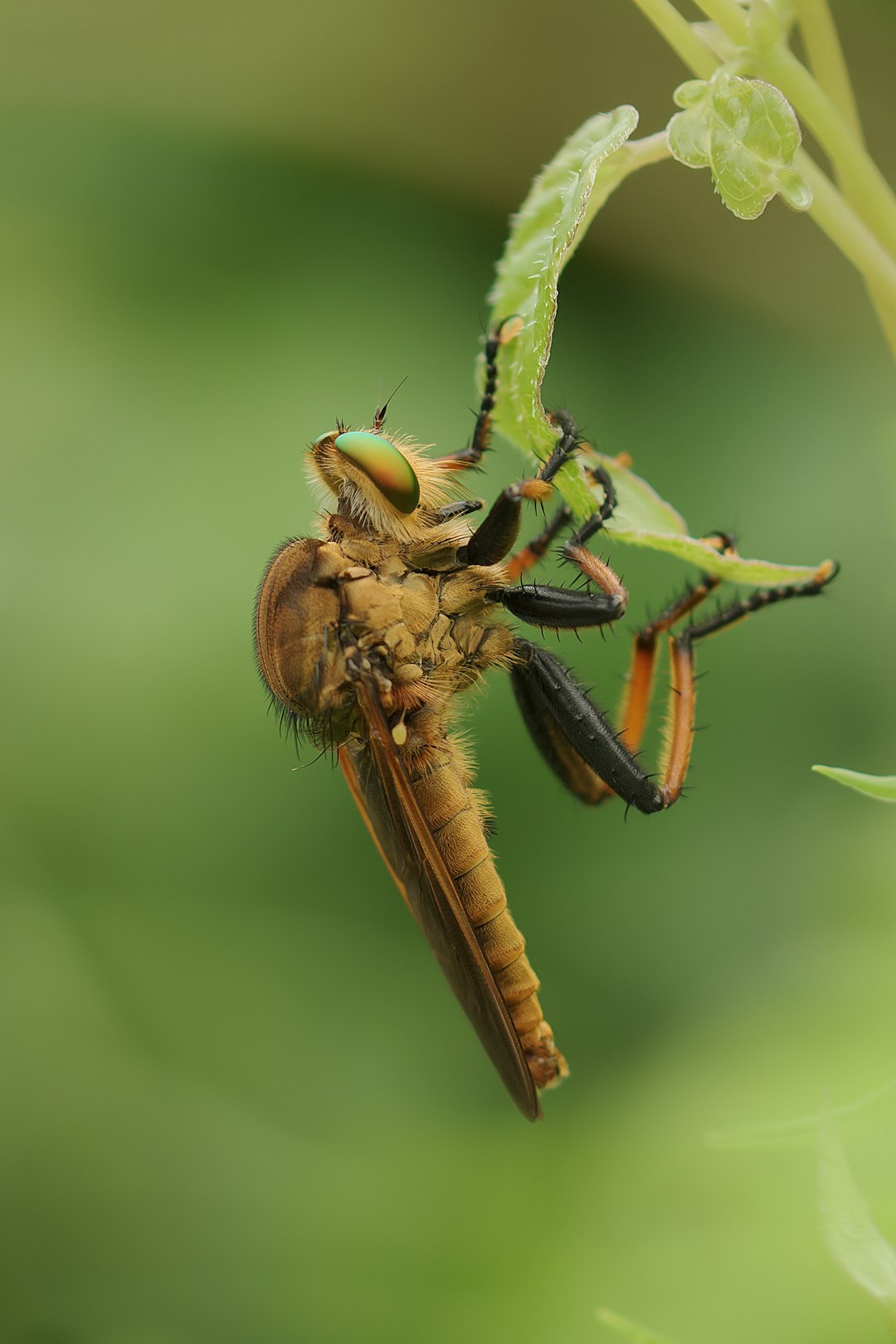 brown and black insect on green leaf