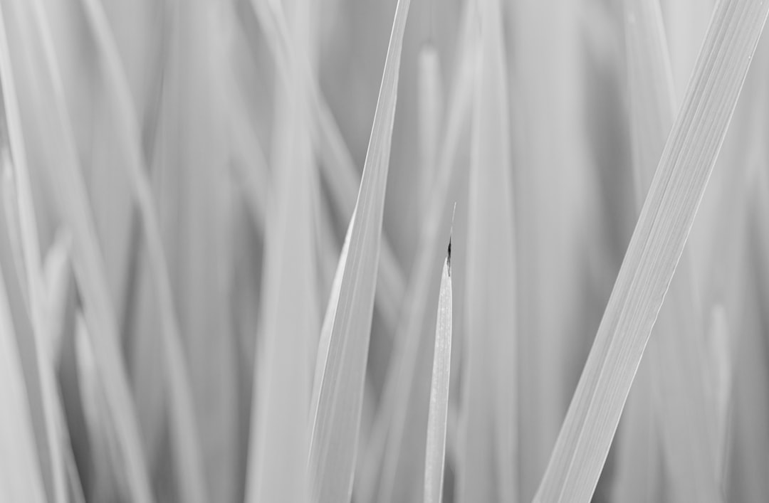 grayscale photo of grass during daytime