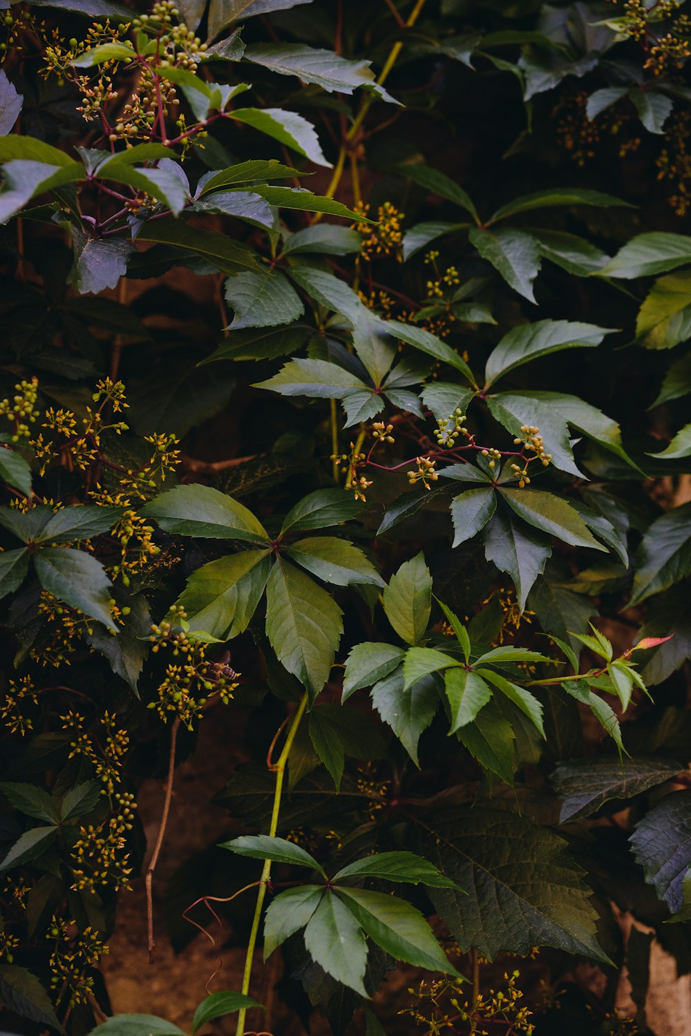 green leaves plant during daytime