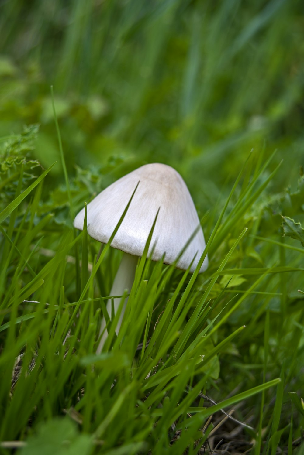 낮 동안 푸른 잔디에 흰 버섯