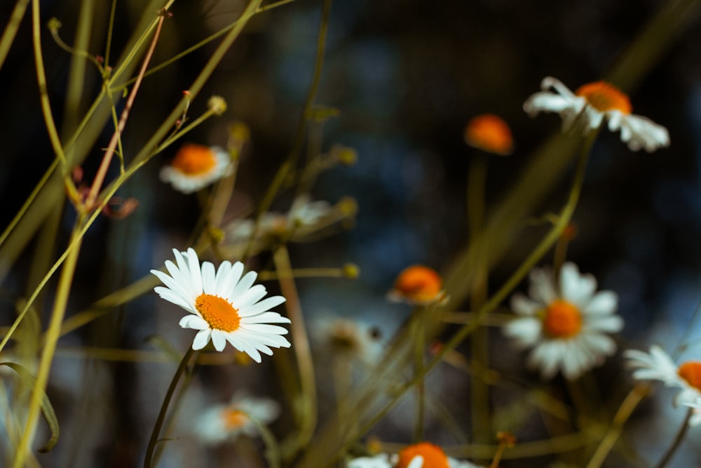 Margarita blanca en flor durante el día