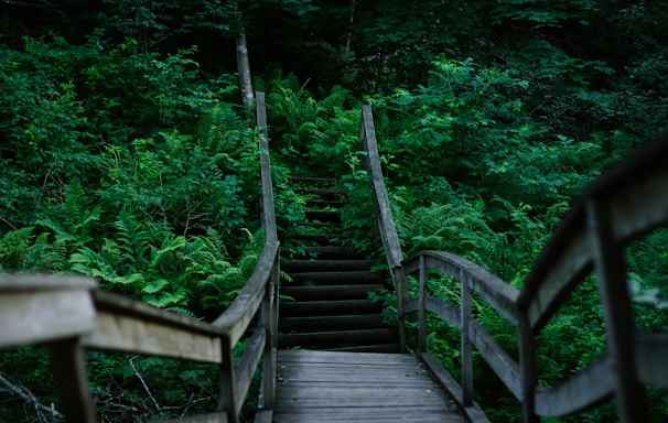 brown wooden bridge in the middle of green trees