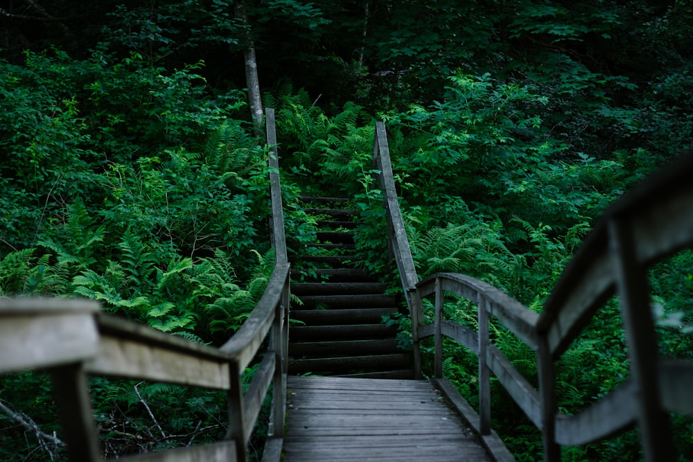 brown wooden bridge in the middle of green trees