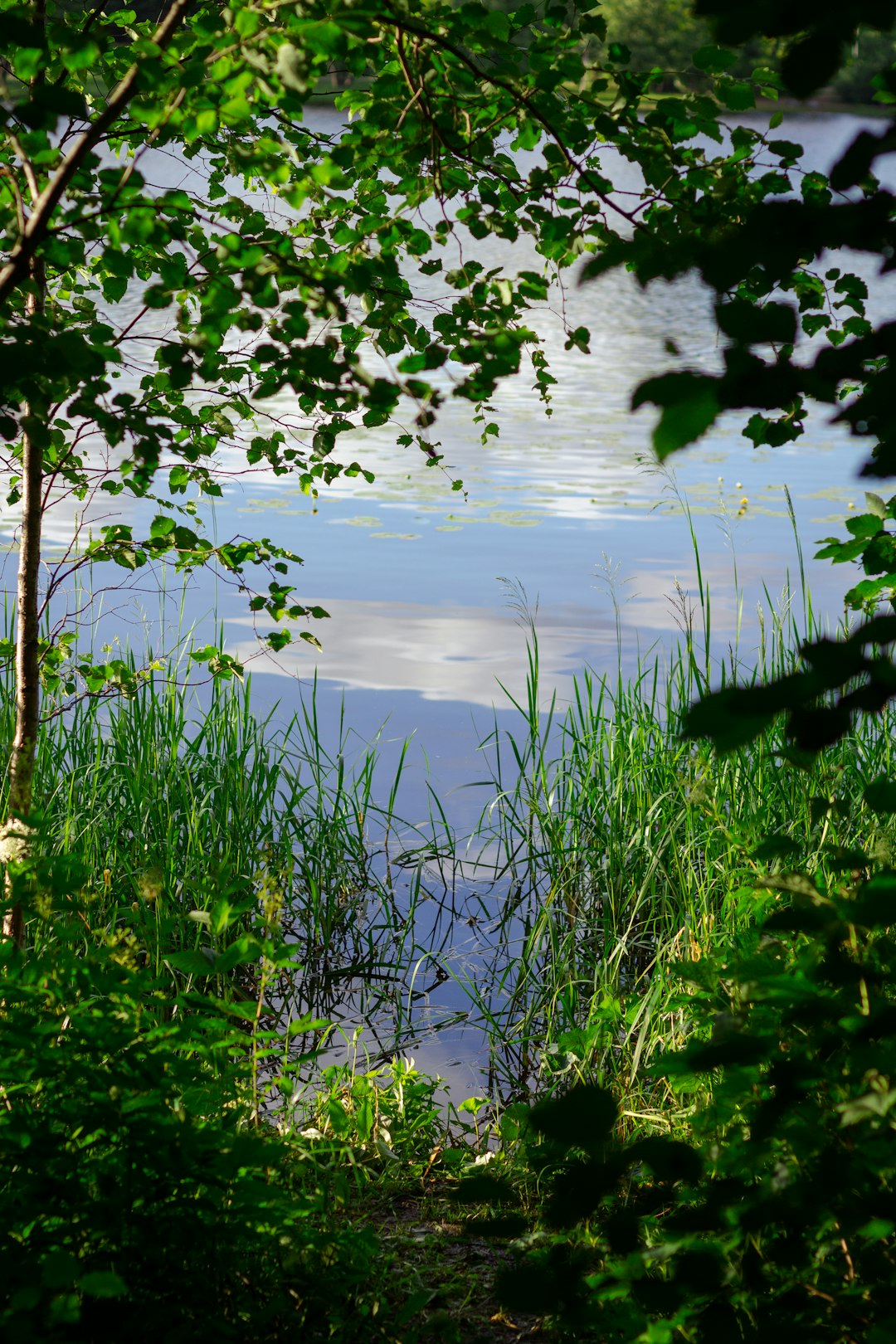 green grass near body of water during daytime