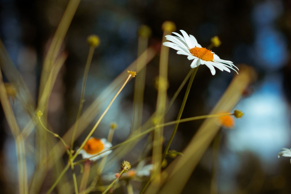 white and yellow daisy in bloom during daytime