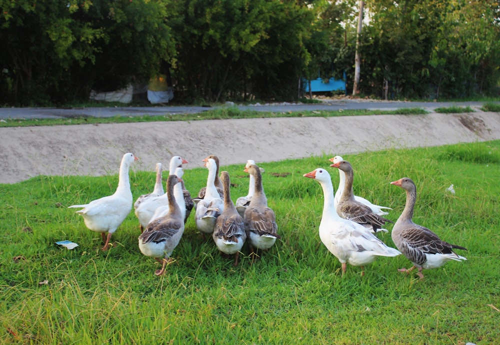 flock of geese on green grass field during daytime