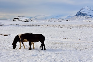 black horse on snow covered ground during daytime