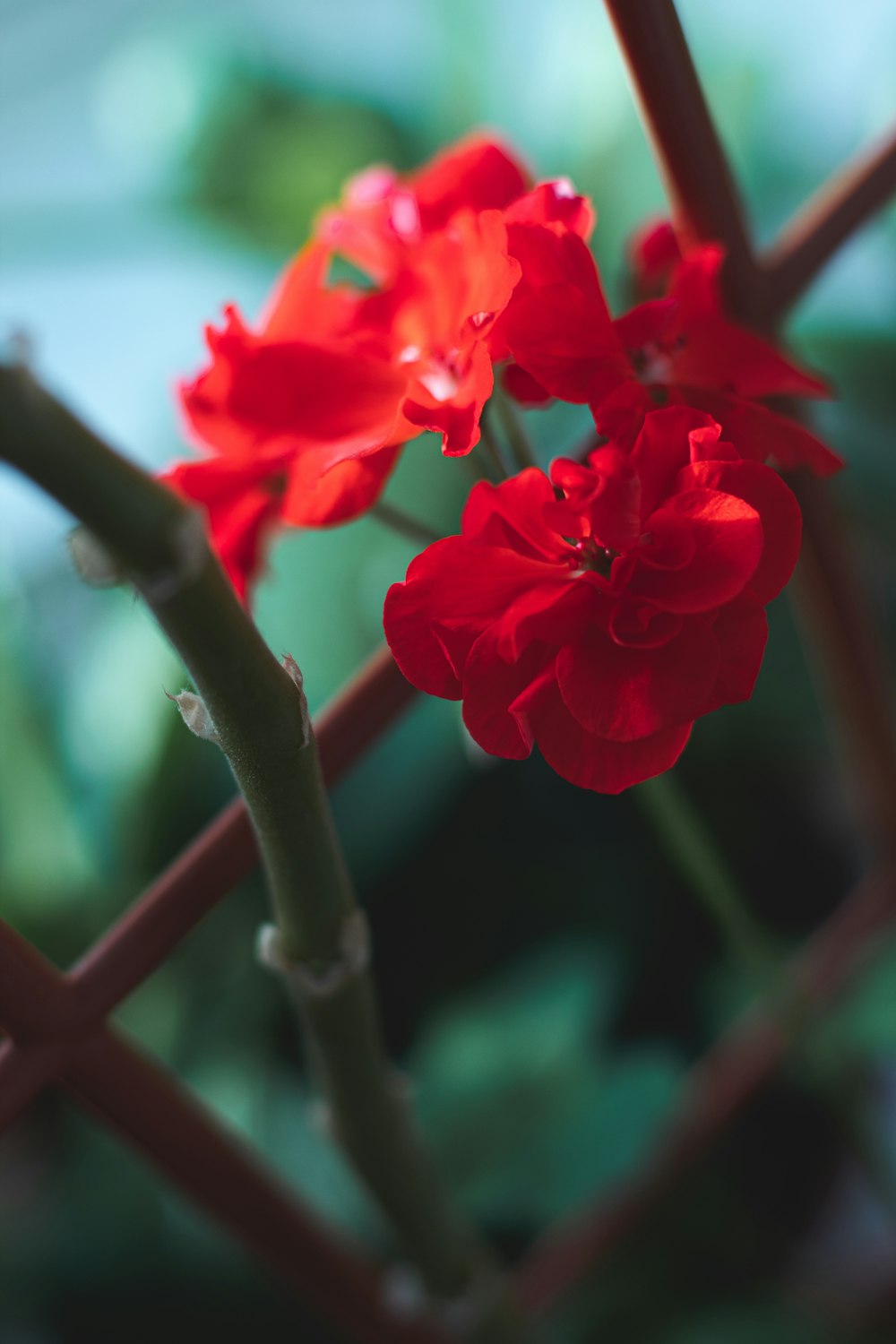 red flower in tilt shift lens