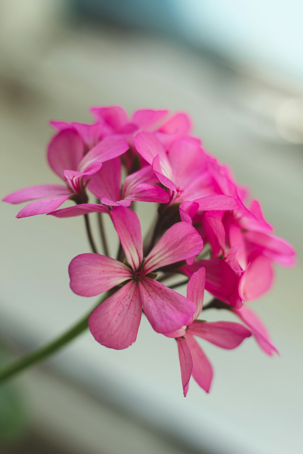 pink flower in tilt shift lens