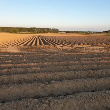 Wide shot of freshly tilled farmland ready for planting under a clear blue sky.