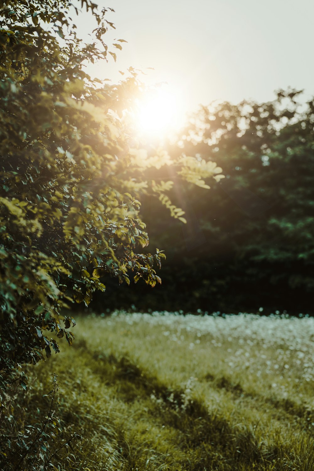 green grass field during daytime