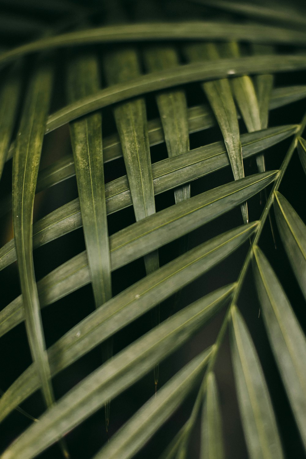 green and black leaf plant