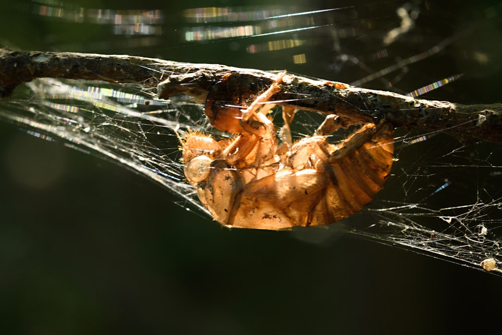 日中のクローズアップ写真でウェブ上の茶色のクモ